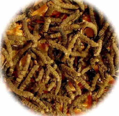 1001 mánh khóe làm giả đông trùng hạ thảo