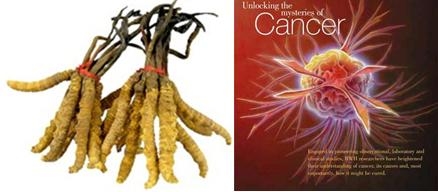 Vai trò của Đông trùng hạ thảo với bệnh ung thư