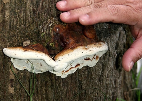 Phát hiện linh chi quý hiếm gần cổng khách sạn