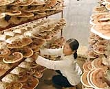 Linh chi tác động đến sức khỏe như thế nào?