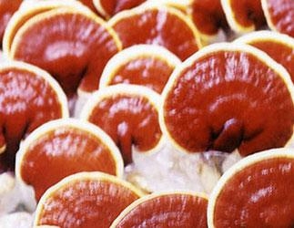 Phát hiện loài linh chi mới ở Việt Nam