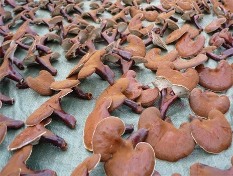 Mua nấm linh chi - Chú ý màu sắc