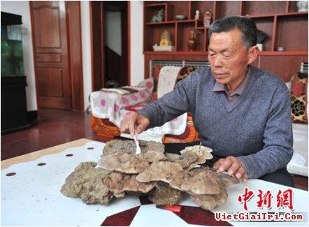 Đào được nấm linh chi 100 năm tuổi nặng 20 kg