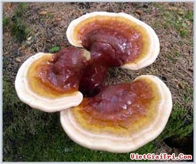 Nấm Linh Chi: Nguy hại khi dùng sai