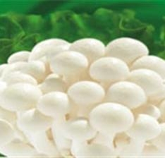 Nấm linh chi trắng