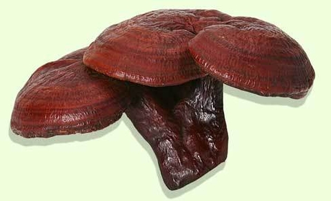 Chọn nấm Linh chi thế nào?