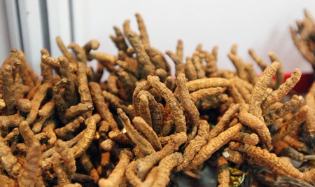 Đủ chiêu ‘móc hầu bao’ khách từ đông trùng hạ thảo ‘dỏm’