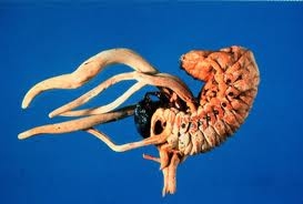 Đông trùng Hạ thảo - Một vị thuốc quý hiếm