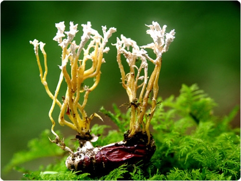 Vị thuốc quý từ đông trùng hạ thảo