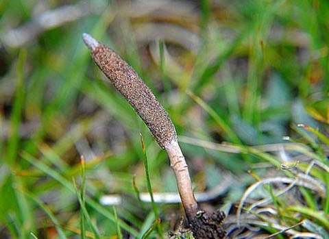 Tác dụng của Đông trùng hạ thảo