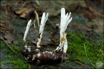 Món bổ từ đông trùng hạ thảo