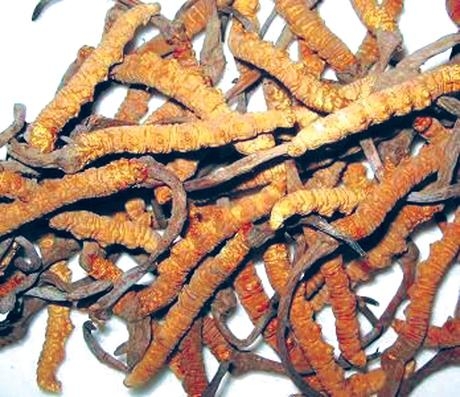 Đông trùng hạ thảo trước nguy cơ tuyệt diệt