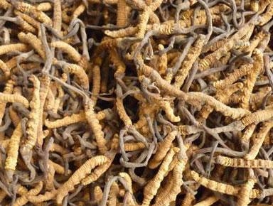 Cách dùng Đông trùng hạ thảo hiệu quả nhất