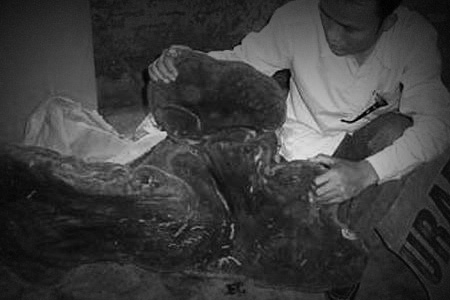 Nguồn gốc của Nấm Linh Chi