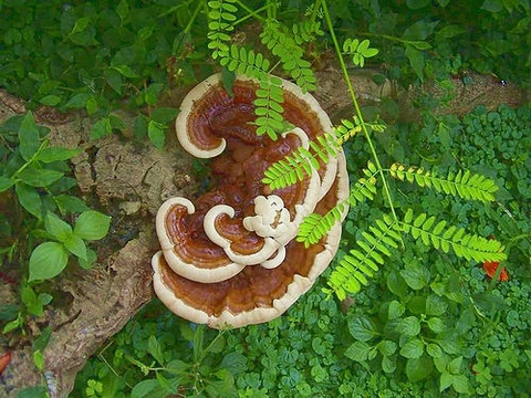 NẤM LINH CHI & BỆNH THỜI NAY