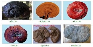 TÁC DỤNG CỦA NẤM LINH CHI VÀ NHỮNG ỨNG DỤNG LÂM SÀNG