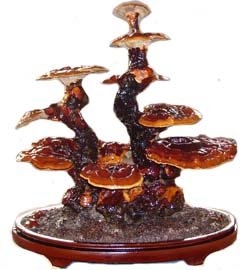 NẤM LINH CHI - HUYỀN THOẠI THỜI CỔ ĐẠI VÀ NHỮNG KHÁM PHÁ Y KHOA.