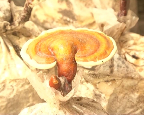 Nấm Linh Chi - Vị thuốc quý không còn là xa xỉ