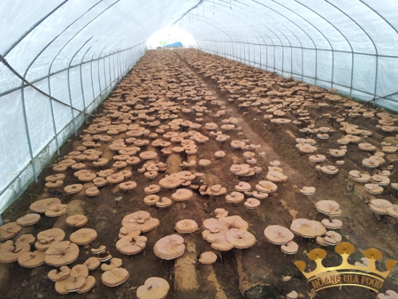 NẤM LINH CHI LÀ LOẠI THƯỢNG DƯỢC TRONG CỔ THƯ TRUNG QUỐC