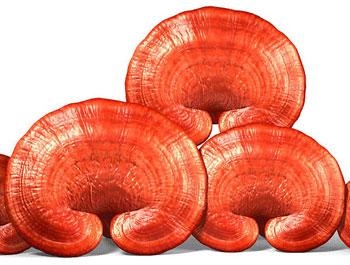 Dùng nấm linh chi như thế nào cho có hiệu quả cao?