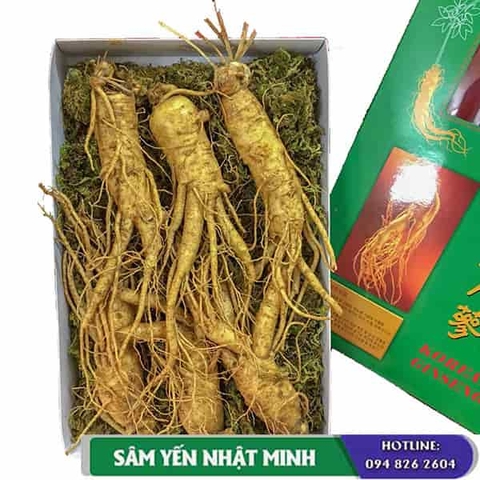 Các cách bảo quản nhân sâm tươi đúng cách để được lâu