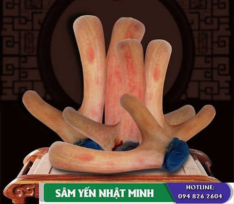 Nhung hươu có khả năng chữa bệnh yếu sinh lý không?