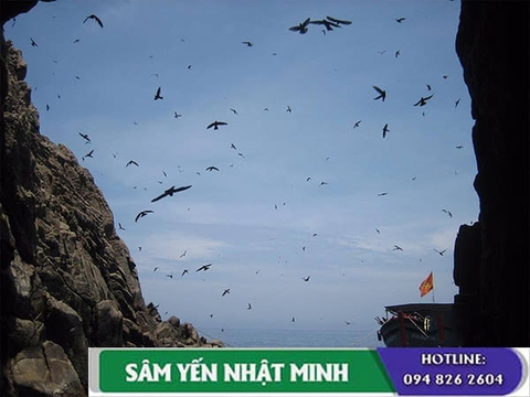 Chim yến thường ăn gì? Cách làm thức ăn cho chim