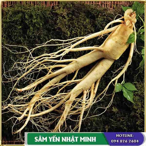 Cách phân biệt nhân sâm Hàn Quốc?