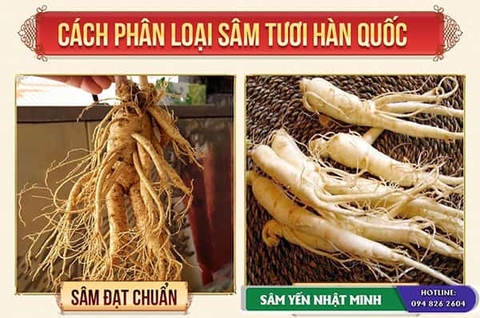 Cách phân biệt nhân sâm hàn quốc thật và giả nhanh nhất?