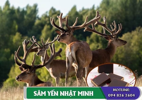 Lợi ích của nhung hươu đối với sức khỏe con người