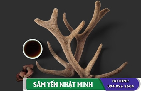 Nhung hươu giúp bồi bổ cơ bắp, tăng sức bền