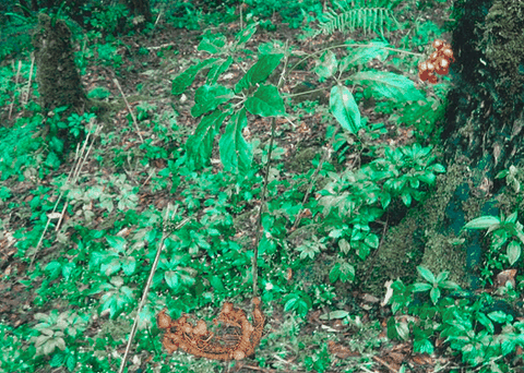 Khám phá về sâm ngọc linh việt nam