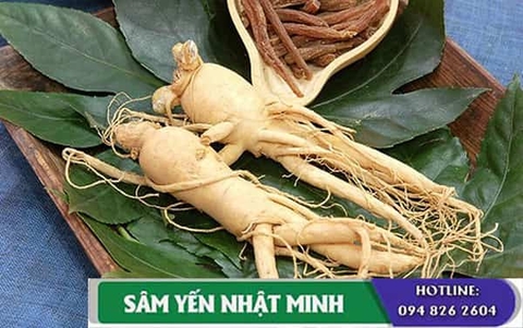 Đơn vị cung cấp nhân sâm tươi có giá thành hợp lý