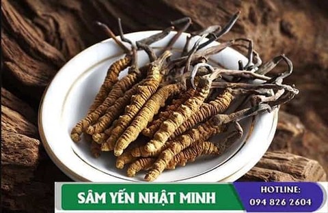 Đông Trùng Hạ Thảo Thuốc Bổ Quý Hiếm