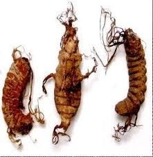 Cách sử dụng đông trùng hạ thảo nguyên con