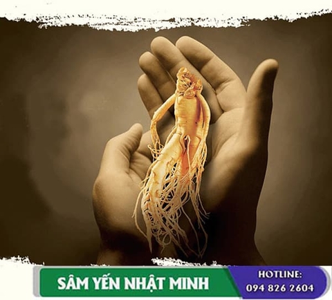 Hiệu quả của nhân sâm trong việc phòng chống bệnh tật