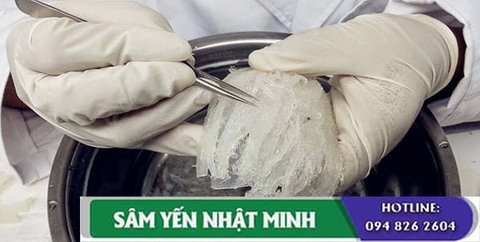 Hướng Dẫn Cách Làm Sạch Tổ Yến Chi Tiết