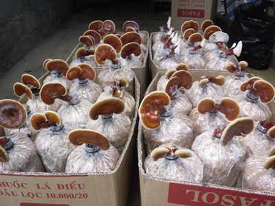 kỹ thuật trồng nấm linh chi