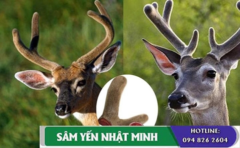 Nhung hươu ngâm với gì ngon nhất?