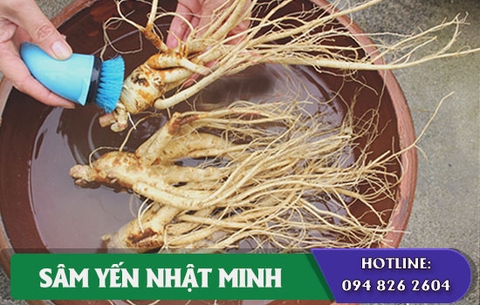 Những lưu ý khi dùng nhân sâm tươi để đạt được hiệu quả tốt nhất