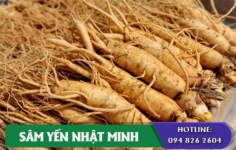 Địa chỉ cung cấp nhân sâm tươi Hàn Quốc có giá thành ưu đãi nhất TPHCM