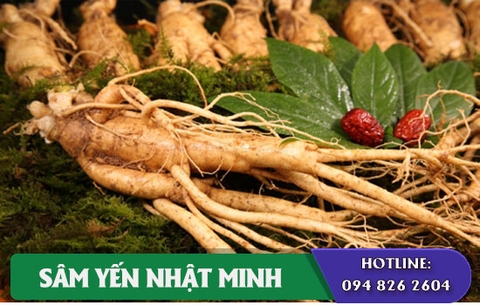 Nhân sâm Hàn Quốc 1 năm tuổi nhận biết như thế nào chính xác?