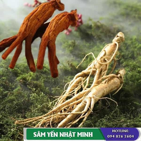 Nhân sâm tươi có tốt không?