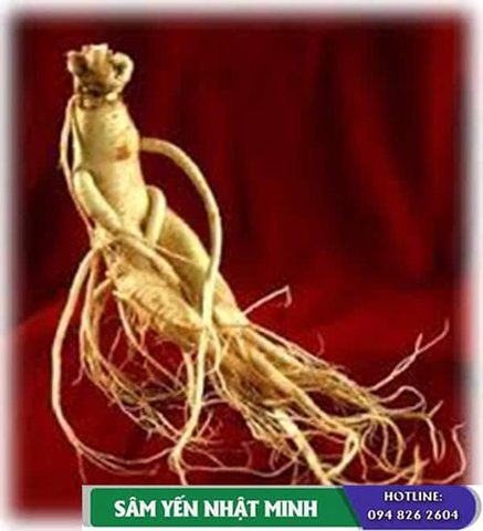 Địa chỉ bán nhân sâm tươi Hàn Quốc và thảo dược quý