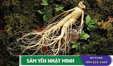 Nhân Sâm Hàn Quốc 6 Năm Tuổi Là Loại Tốt Nhất
