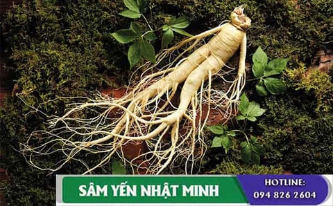 Tìm hiểu các loại nhân sâm Việt Nam