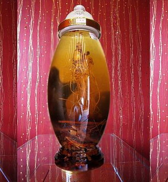 Nhung hươu ngâm mật ong