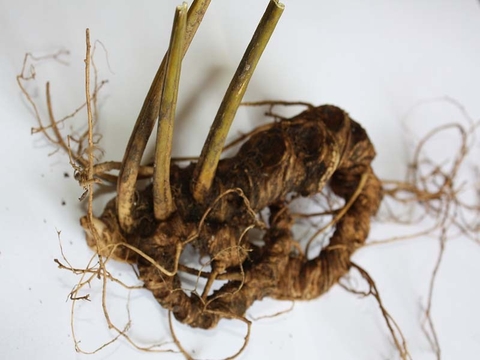 Những điều ít biết về cây sâm ngọc linh quý