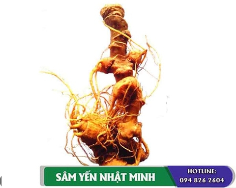 Sâm Ngọc Linh Và Công Dụng Của Thảo Dược
