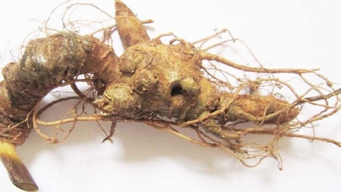 Sâm ngọc linh là gì ?